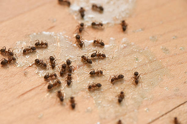 Pest Prevention Services in The Homesteads, TX
